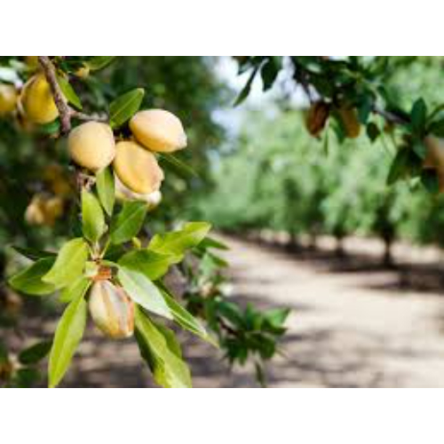 Almonds